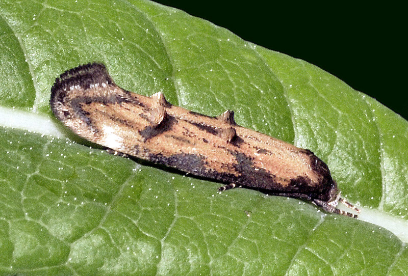 Mompha idaei - Momphidae